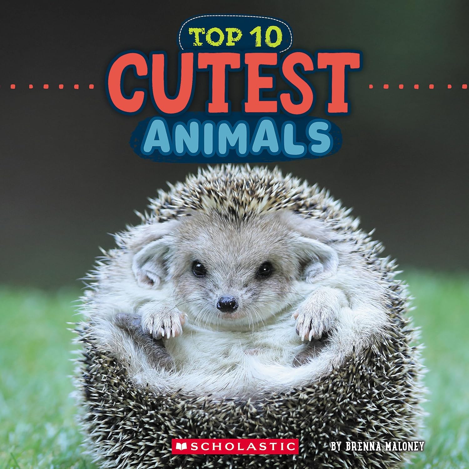 Cutest Animals